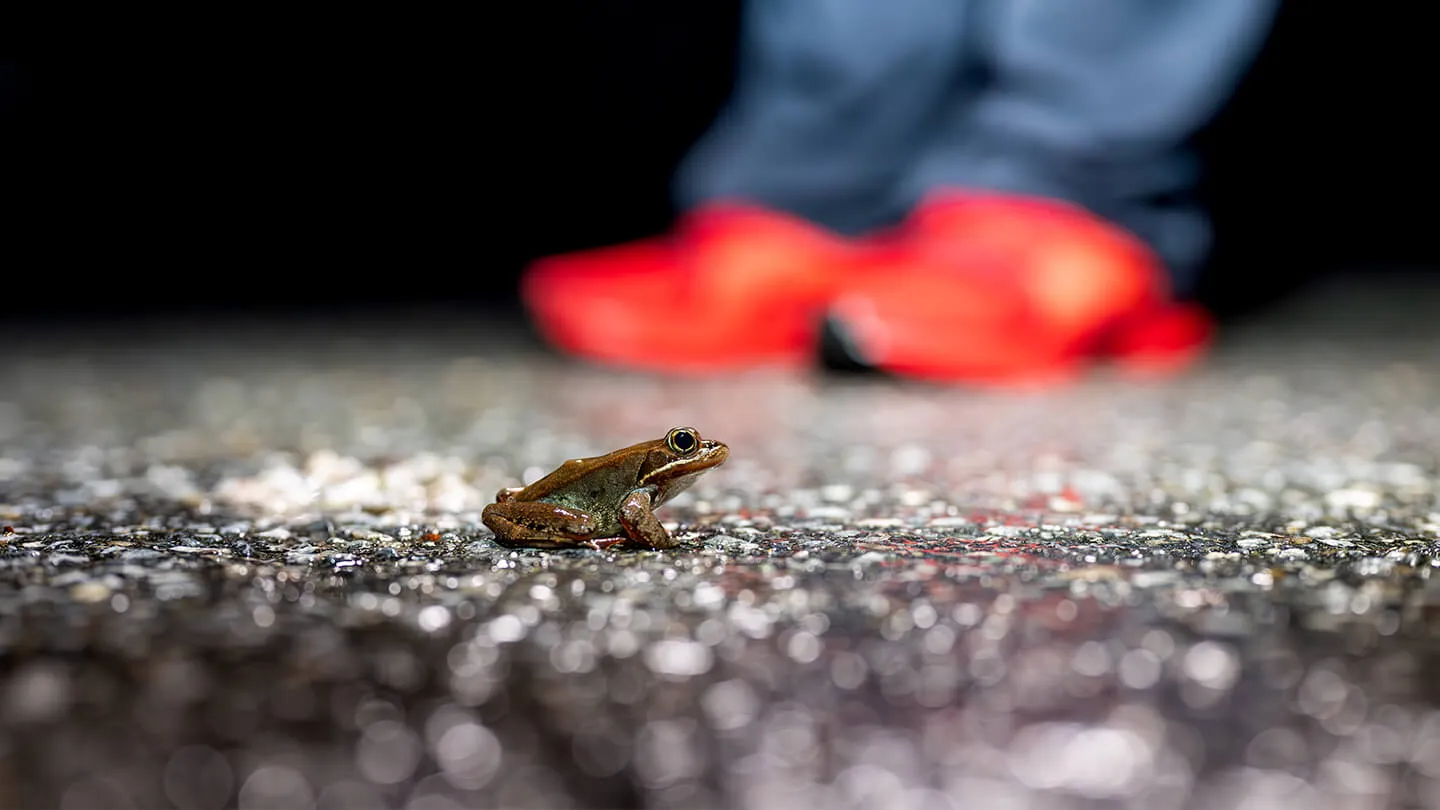 a frog sits on asphalt while red shoes stand in the background