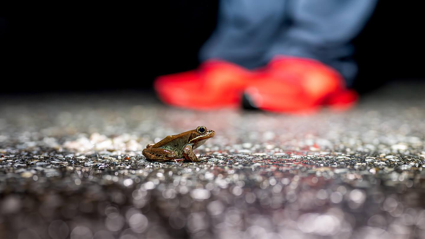 a frog sits on asphalt while red shoes stand in the background