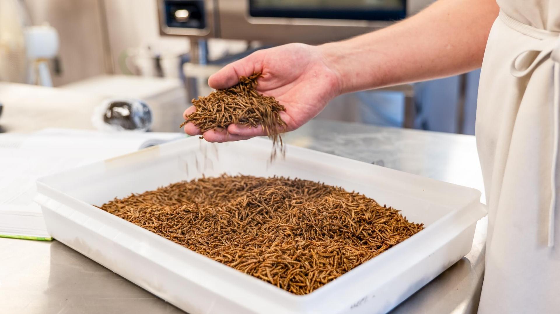 Mealworms