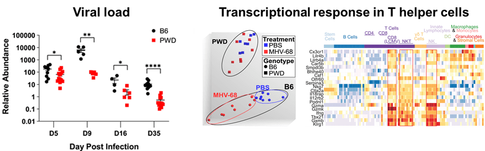 Graphs of lab data on viral immunity 