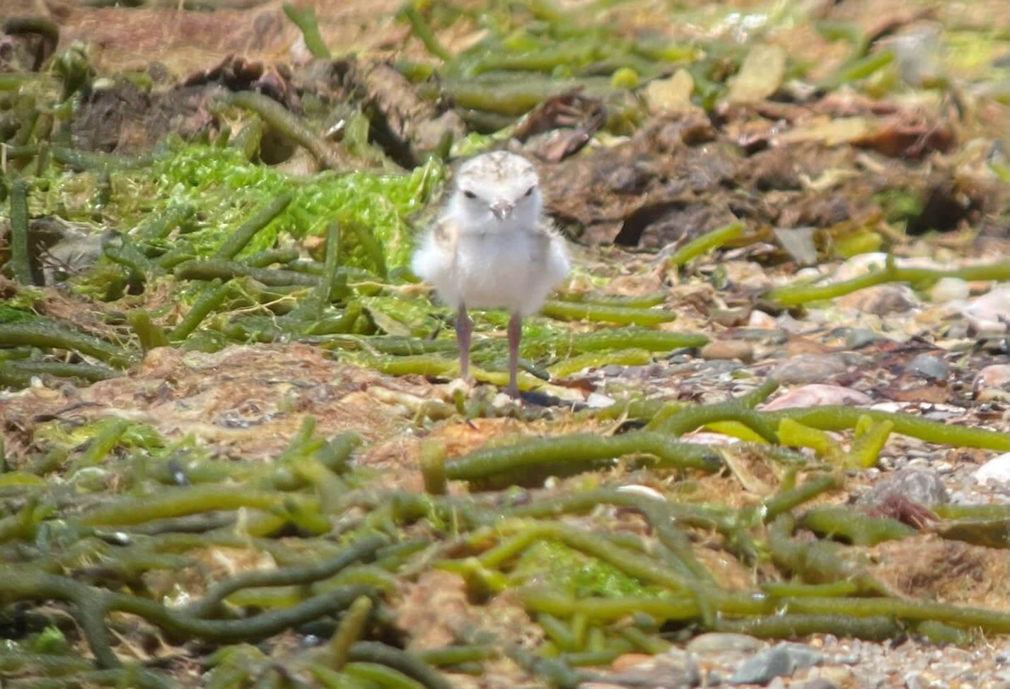 piping plover chick stands on the beach in sand and seaweed