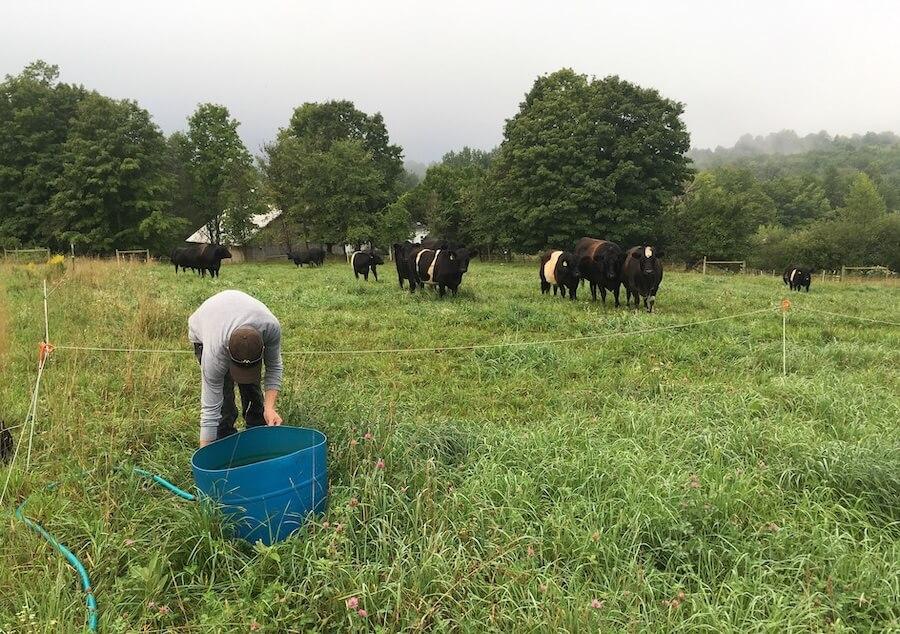 a person in a field with cows