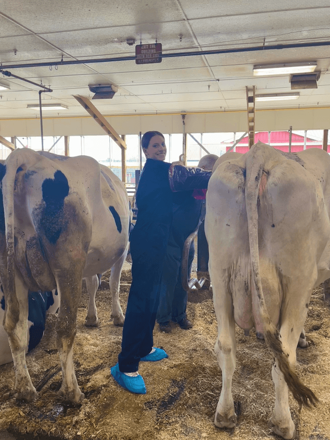 Student working in the UVM CREAM barn with cows