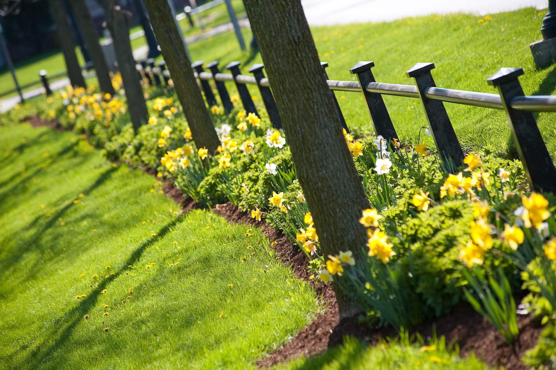 Flowers growing along a fence.