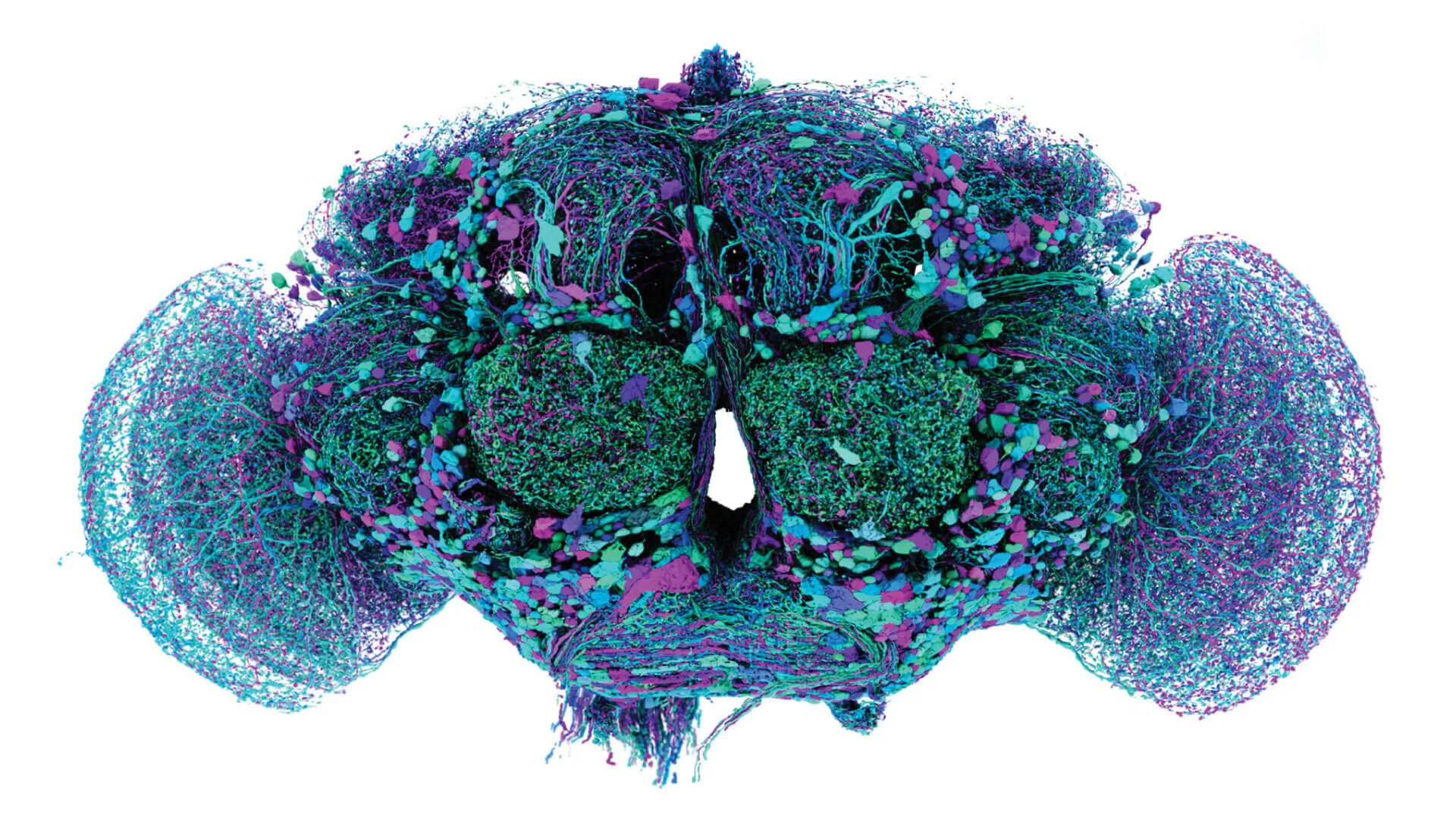 computer generated map of the neural connections of the fruitfly brain