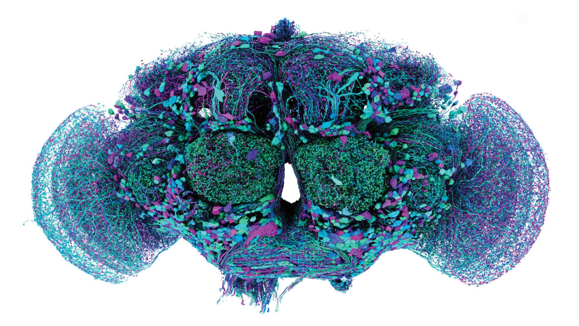 computer generated map of the neural connections of the fruitfly brain