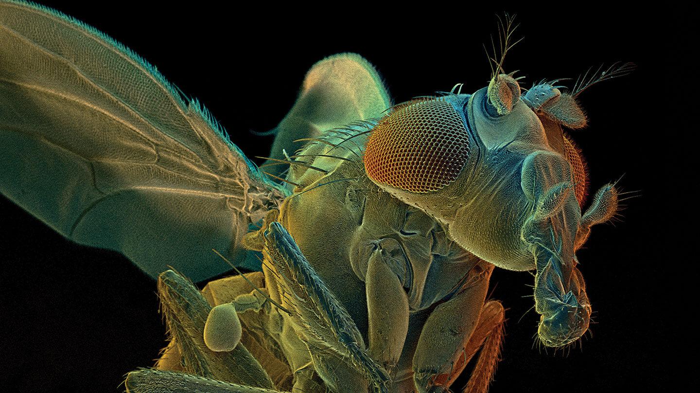 macro shot of a fruit fly at 130x magnification