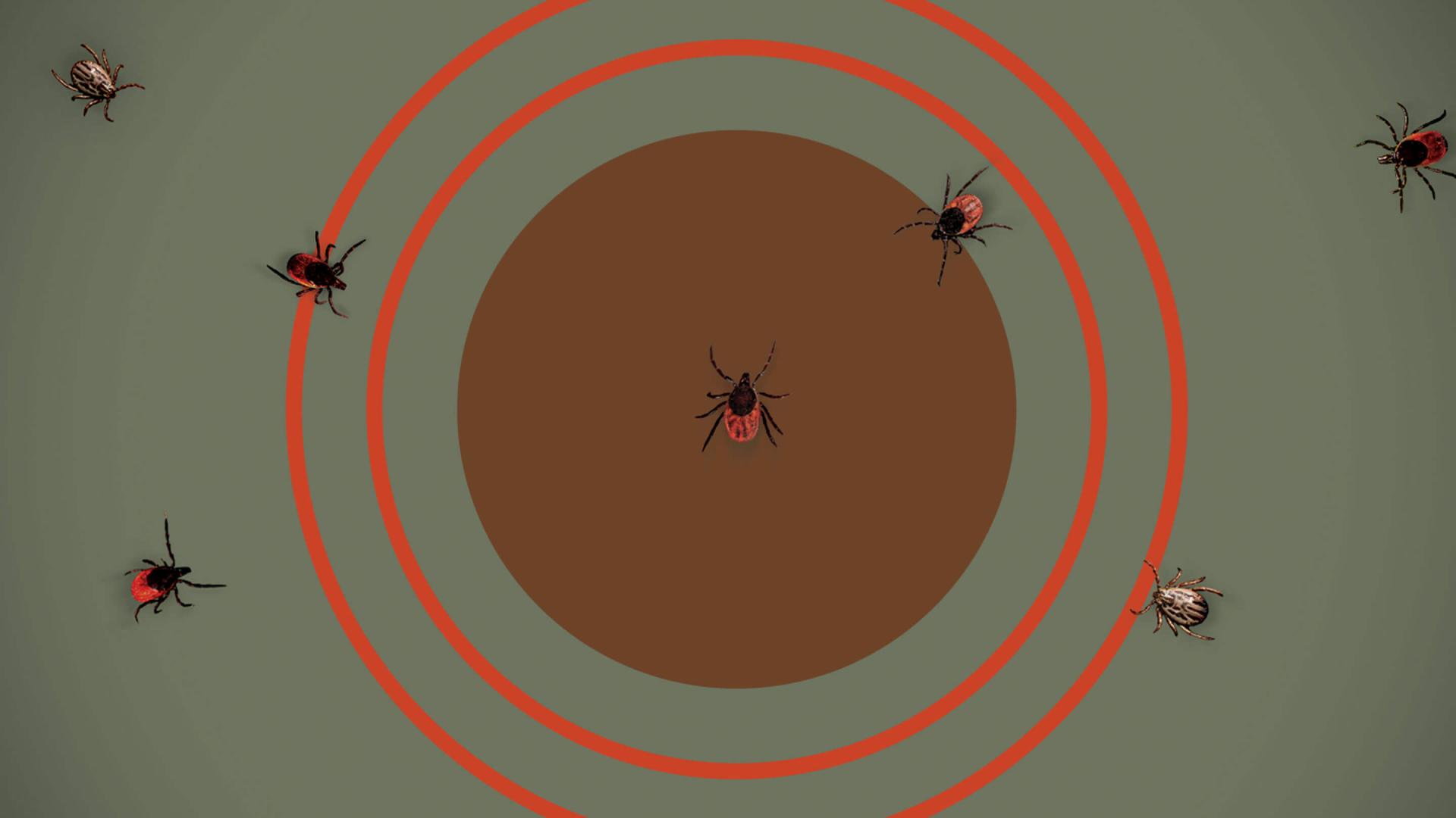 green image with a red circle surrounded by red rings with a variety of ticks scattered throughout