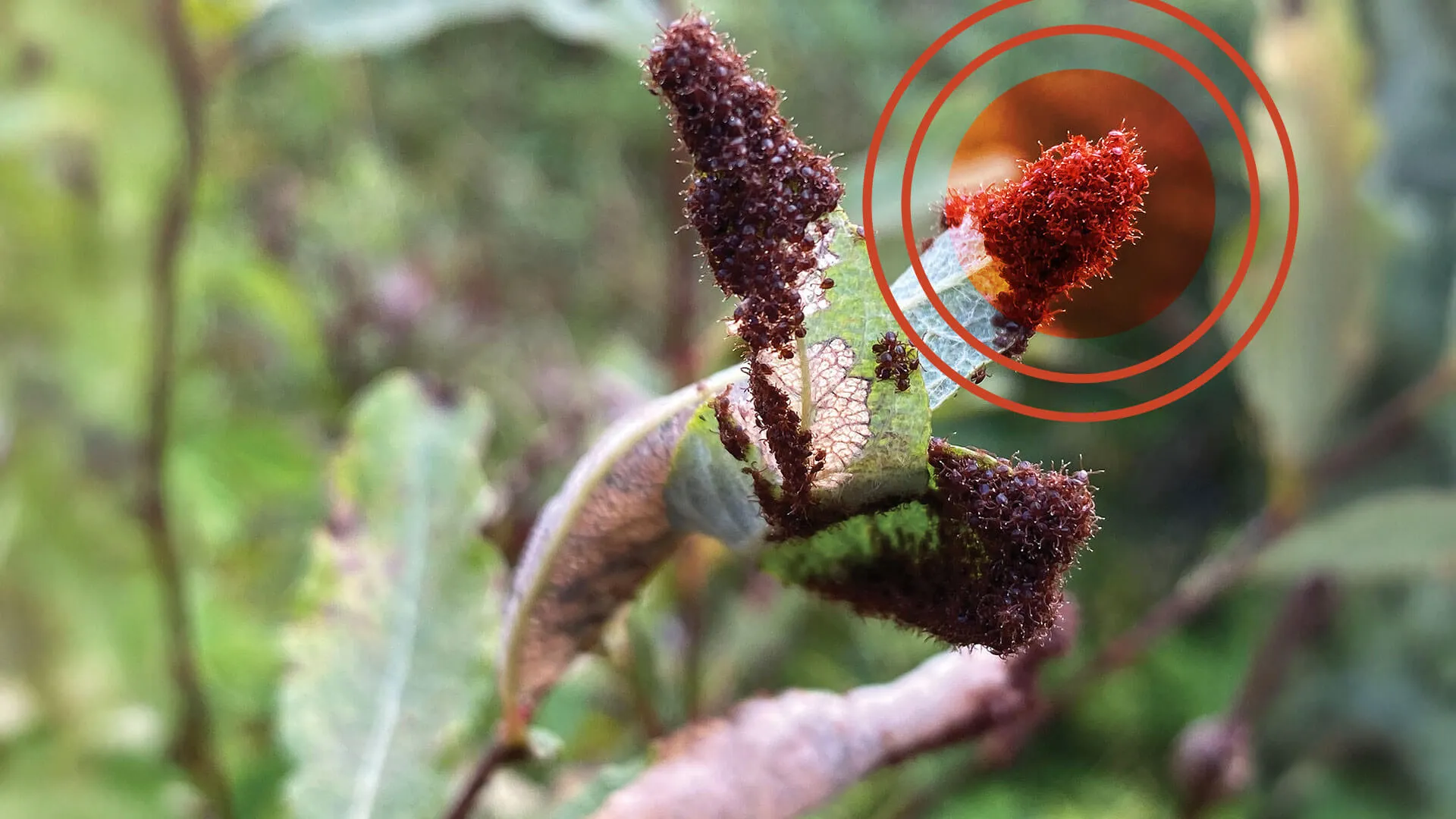 a plant with clusters of ticks attached to it's leaves