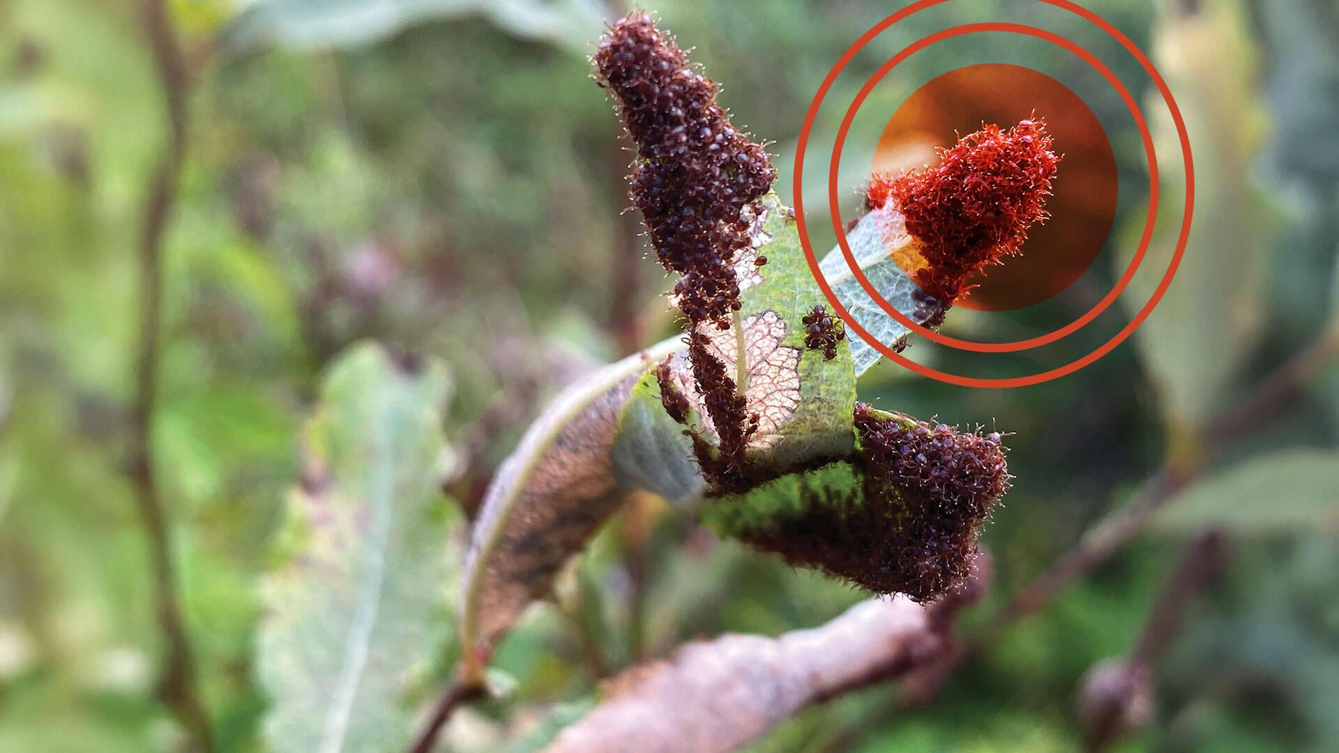 a plant with clusters of ticks attached to it's leaves