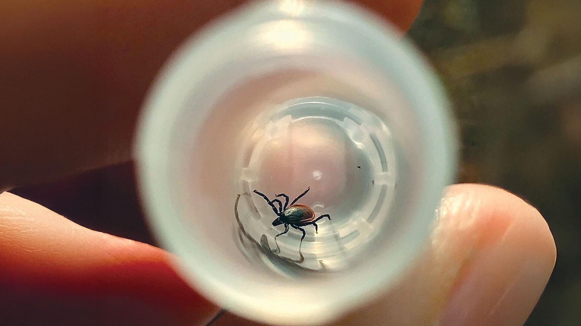 fingers hold a glass vial containing a tick