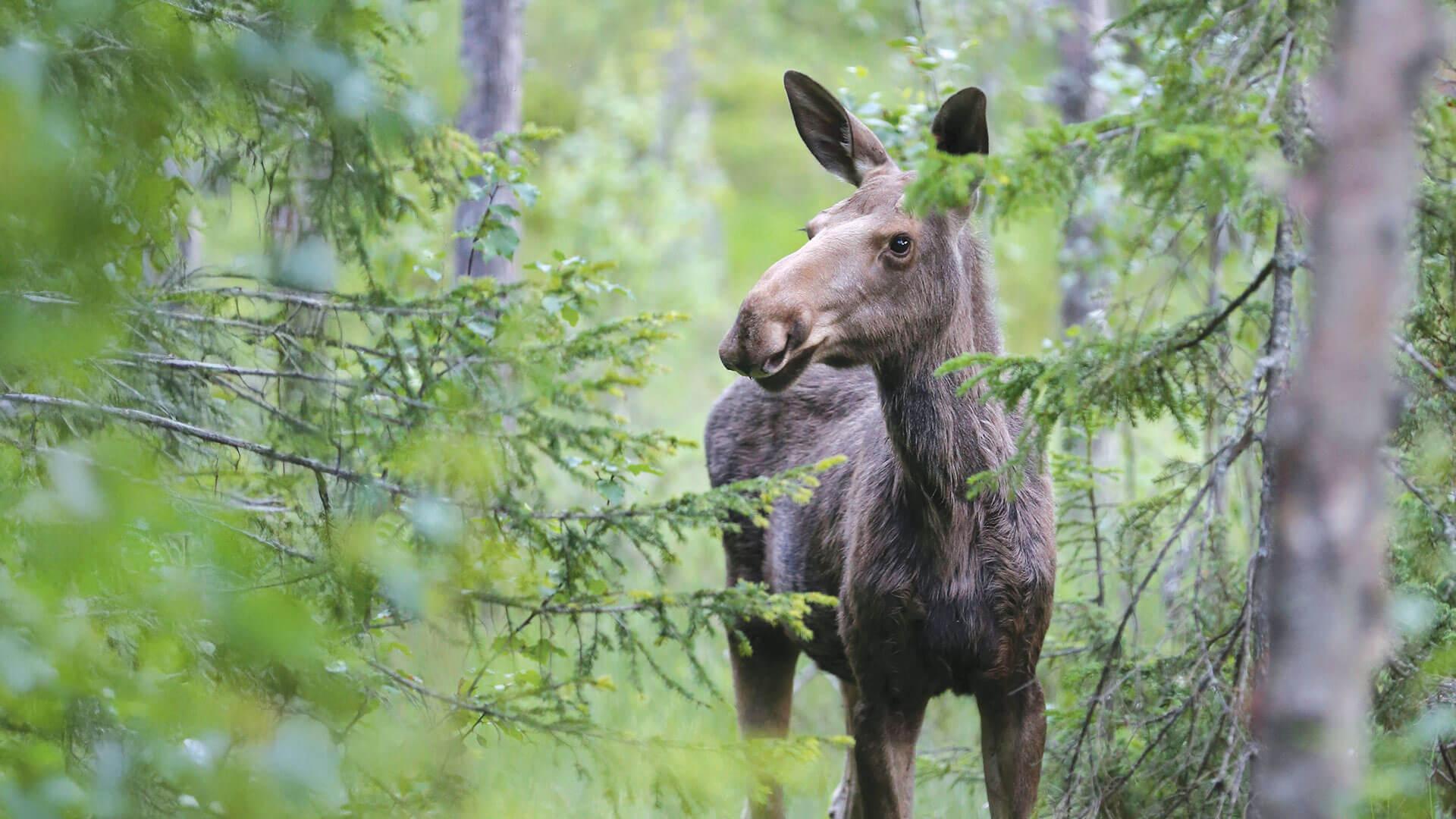 a young moose stands in a lush green forest