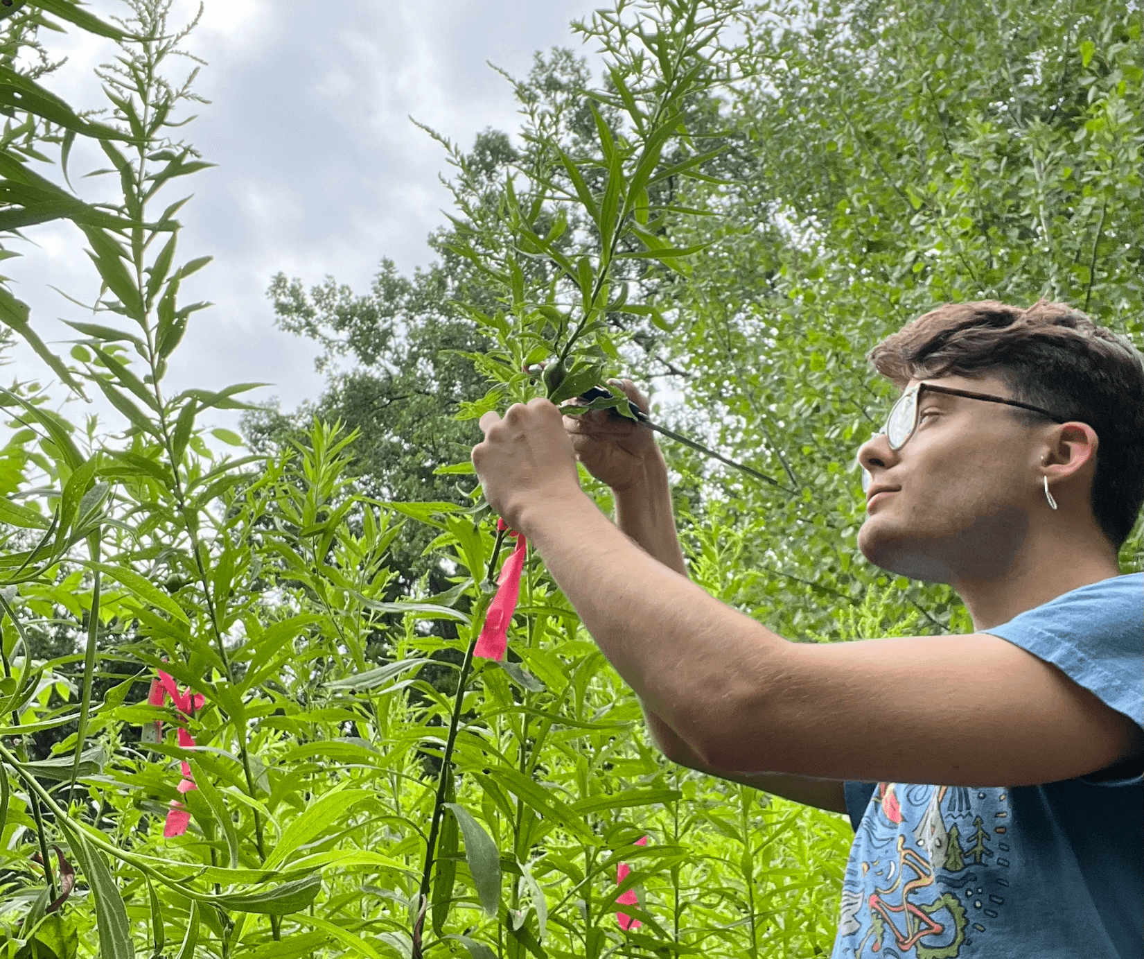 Student pruning a plant