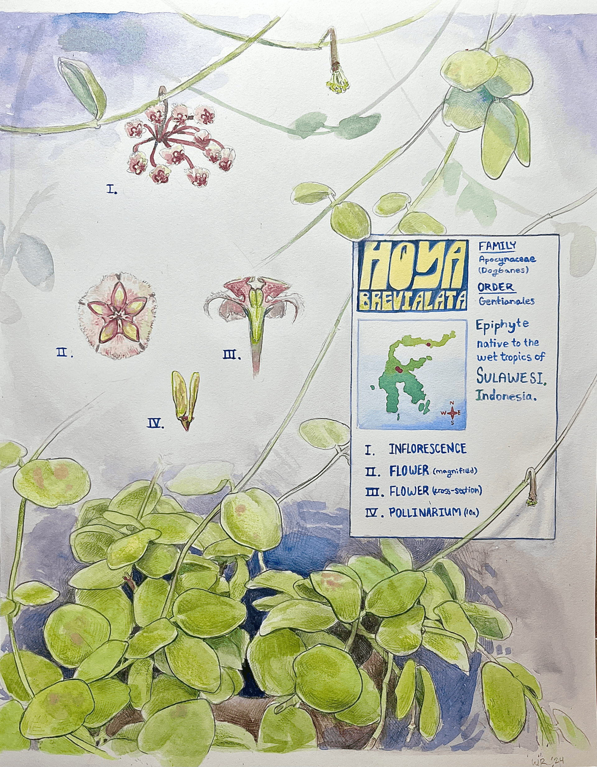 Student drawing