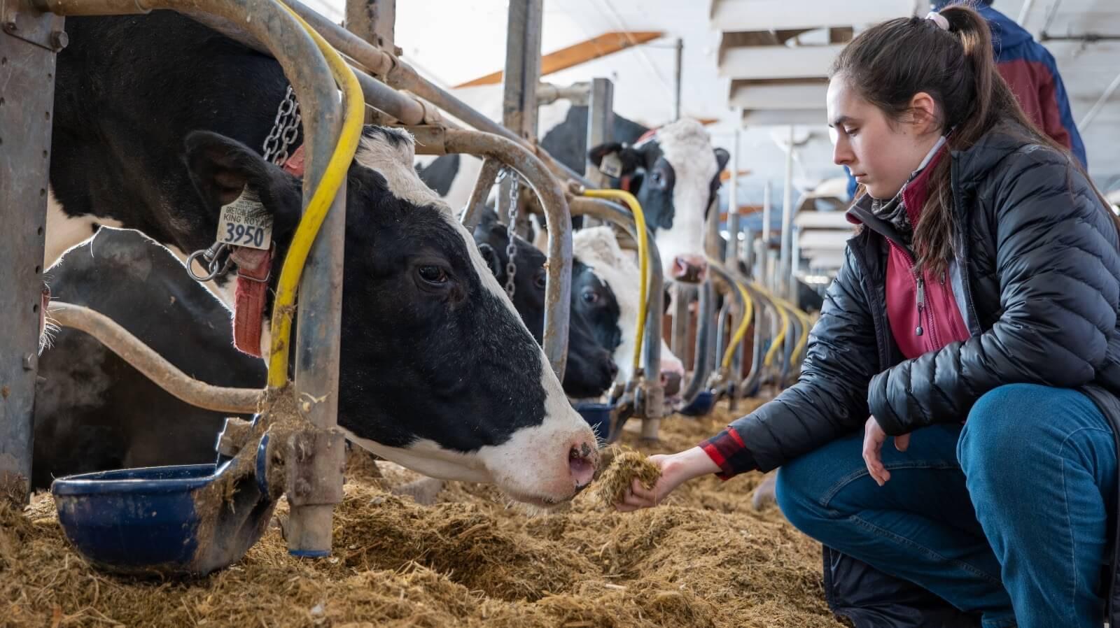 Graduate Student feeds a cow