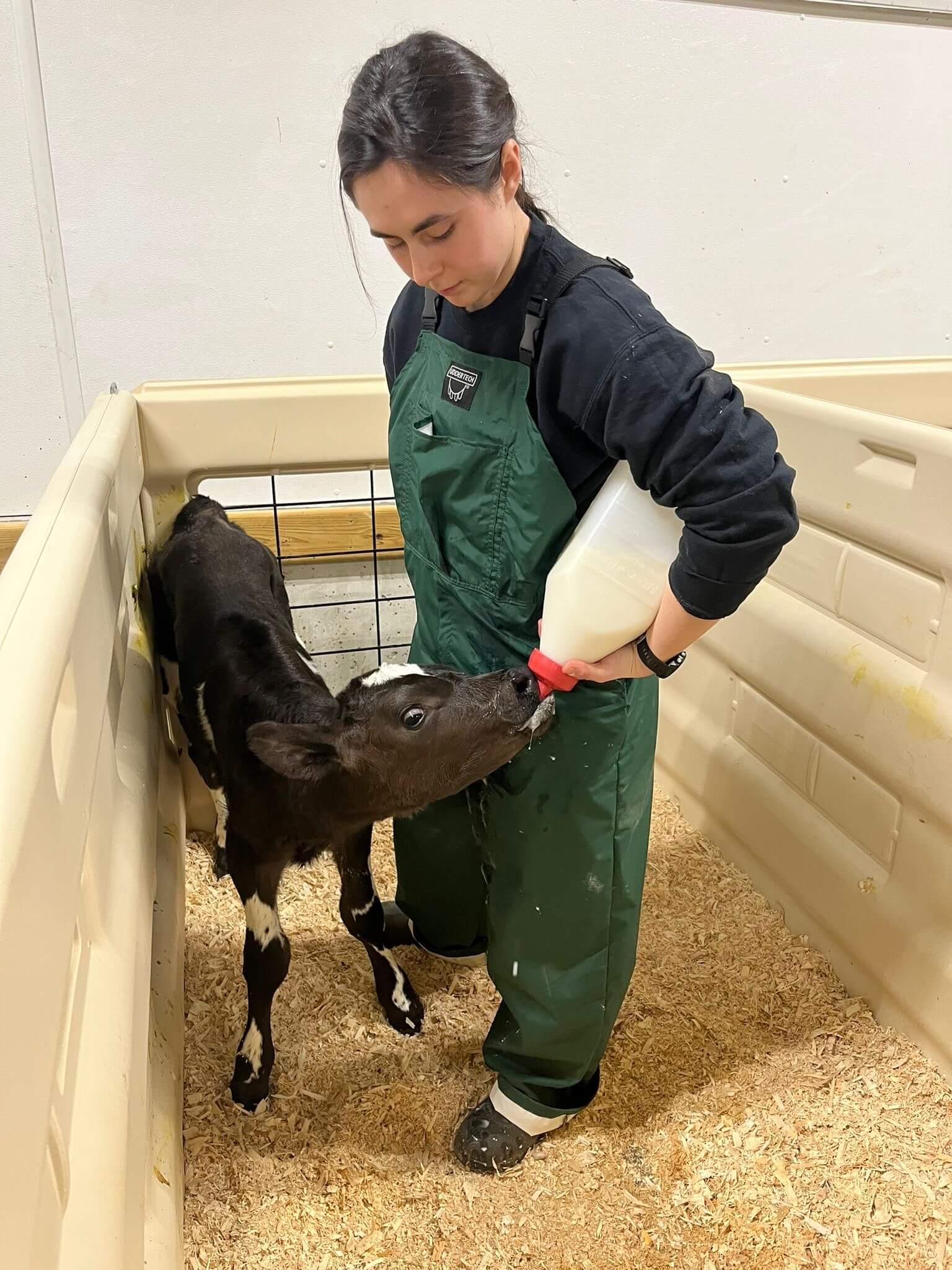 Graduate student feeds a calf milk replacer