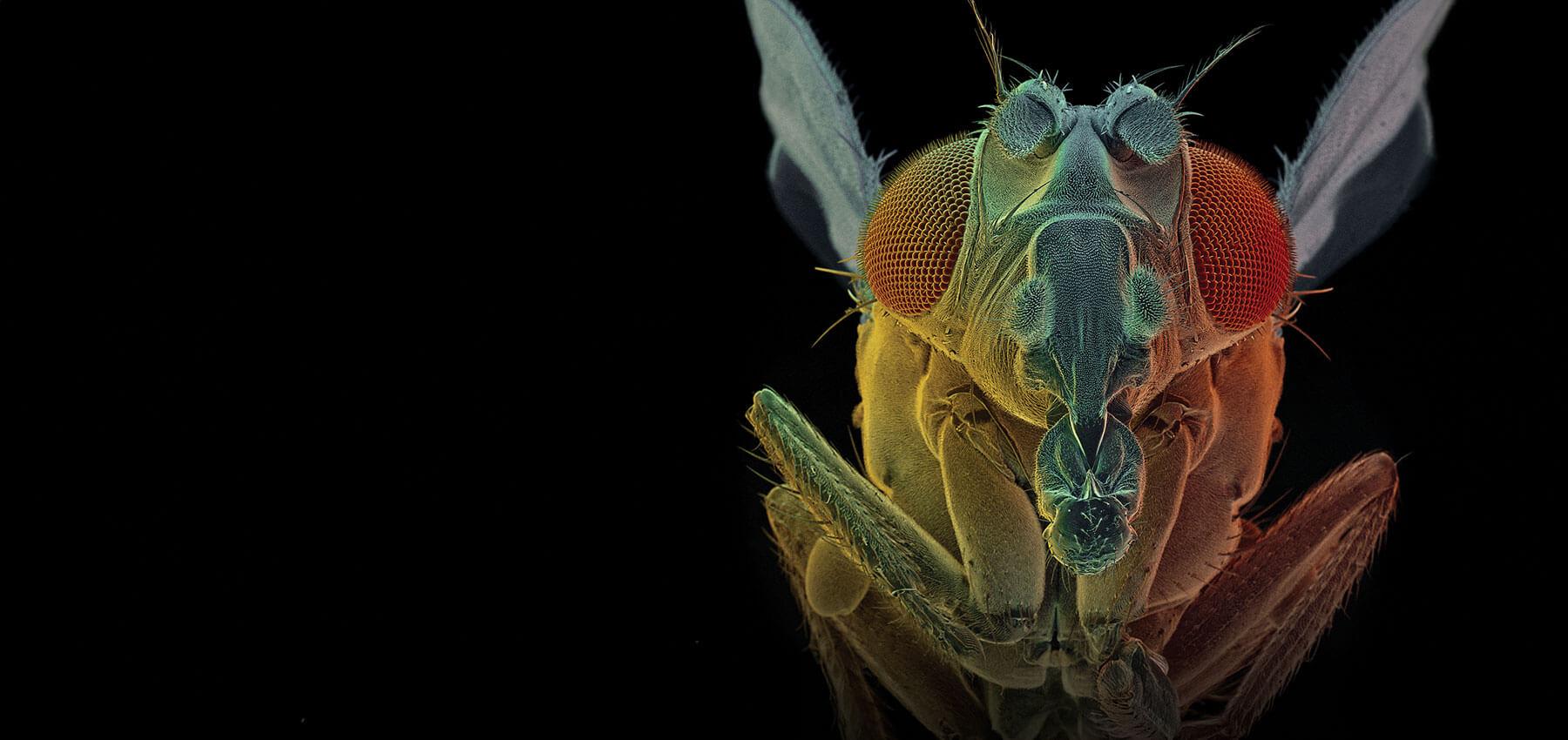macro shot of a fruit fly