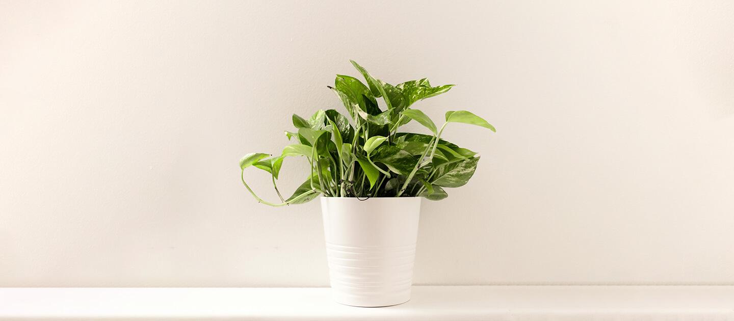 a potted houseplant on a table