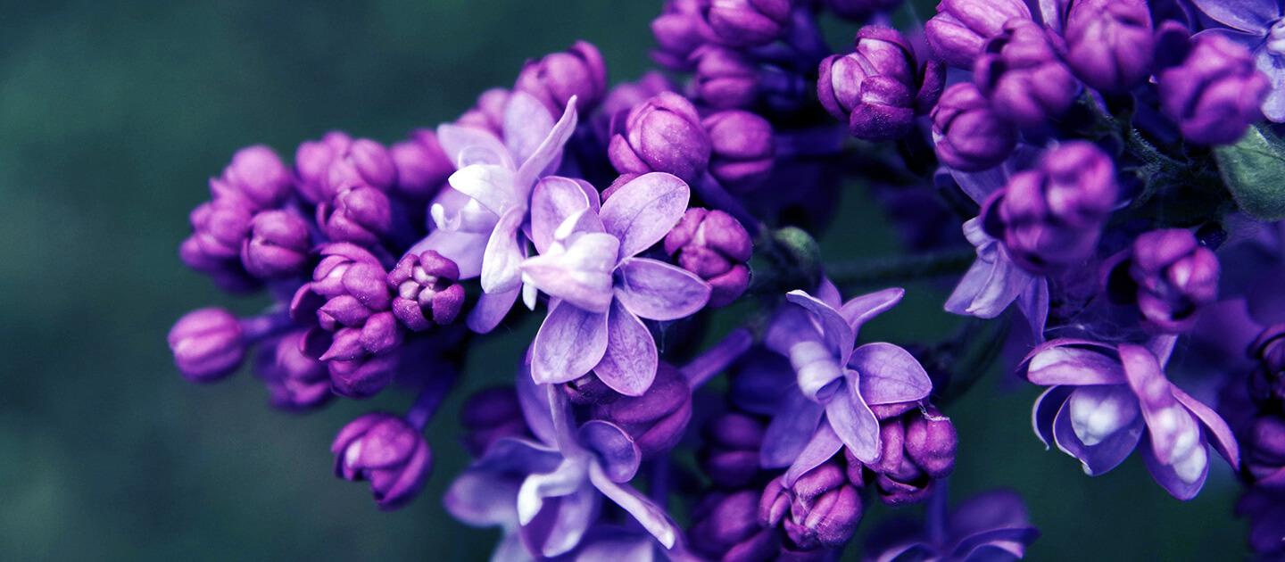 closeup of some lilac flowers