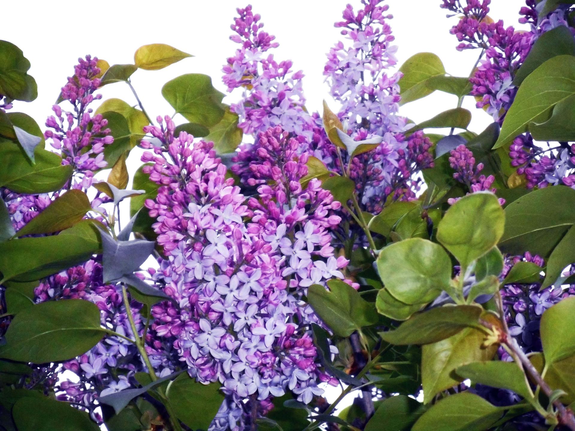 lilacs in bloom