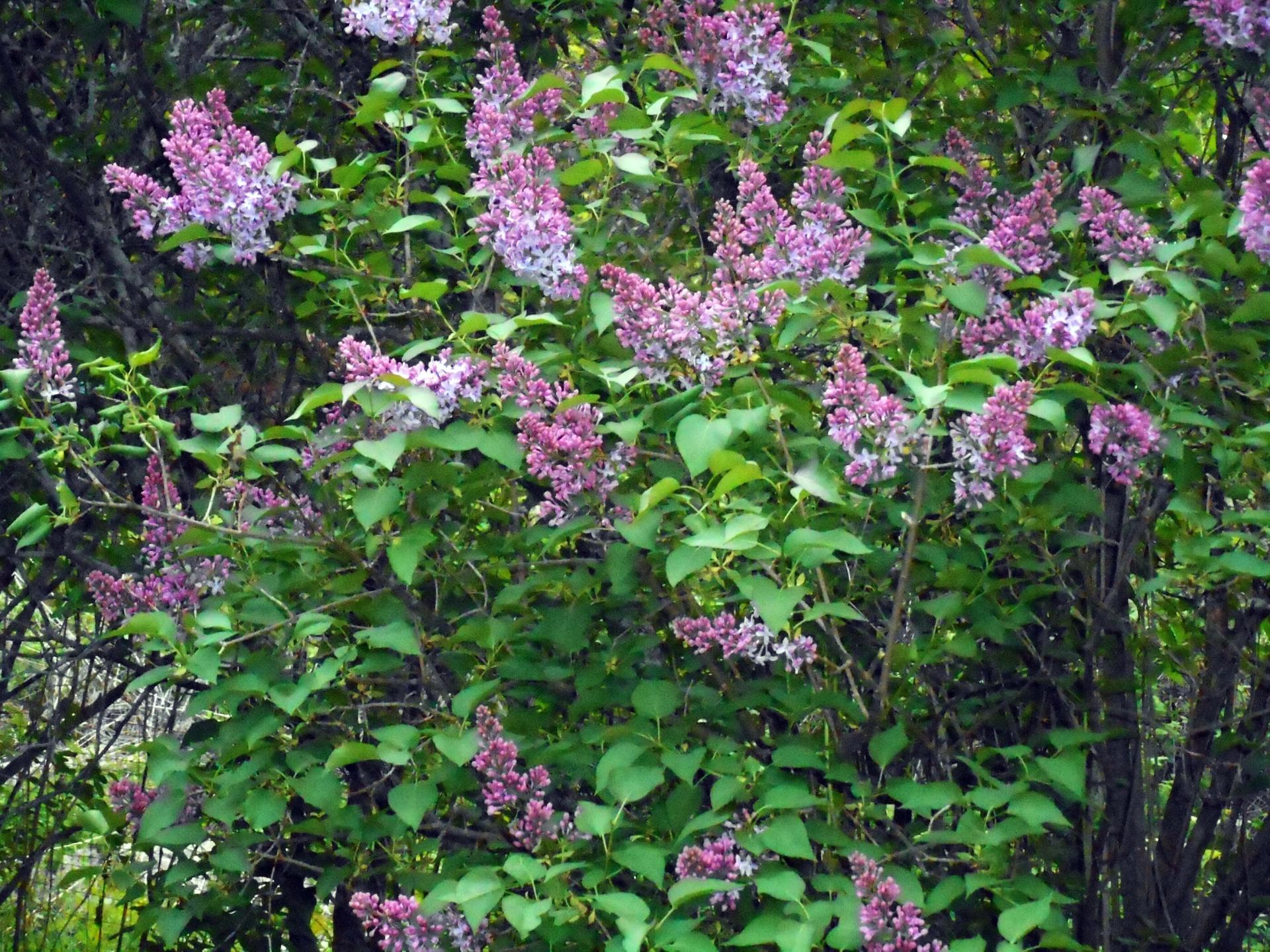 lilac shrub with flowers