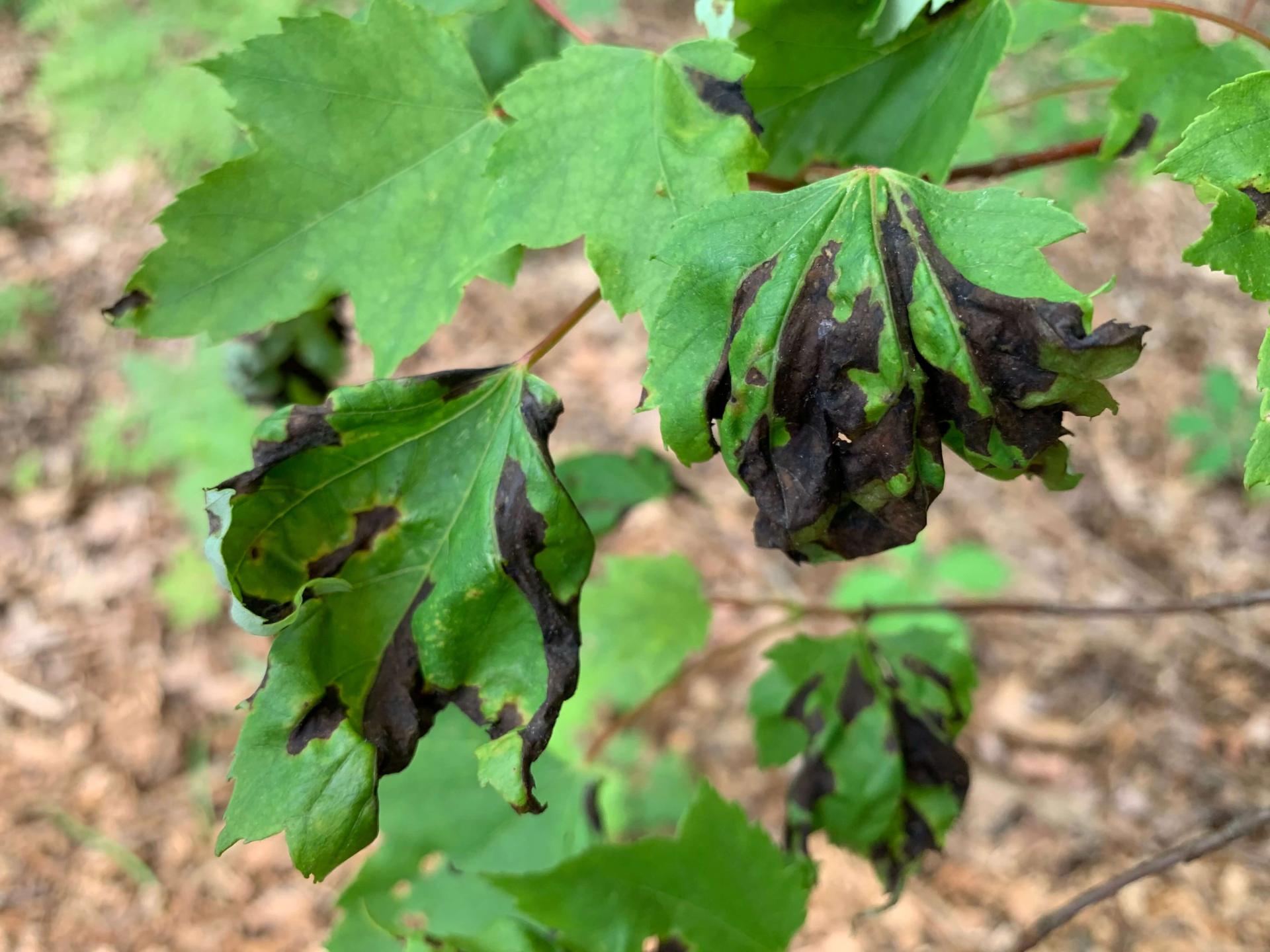 maple anthracnose