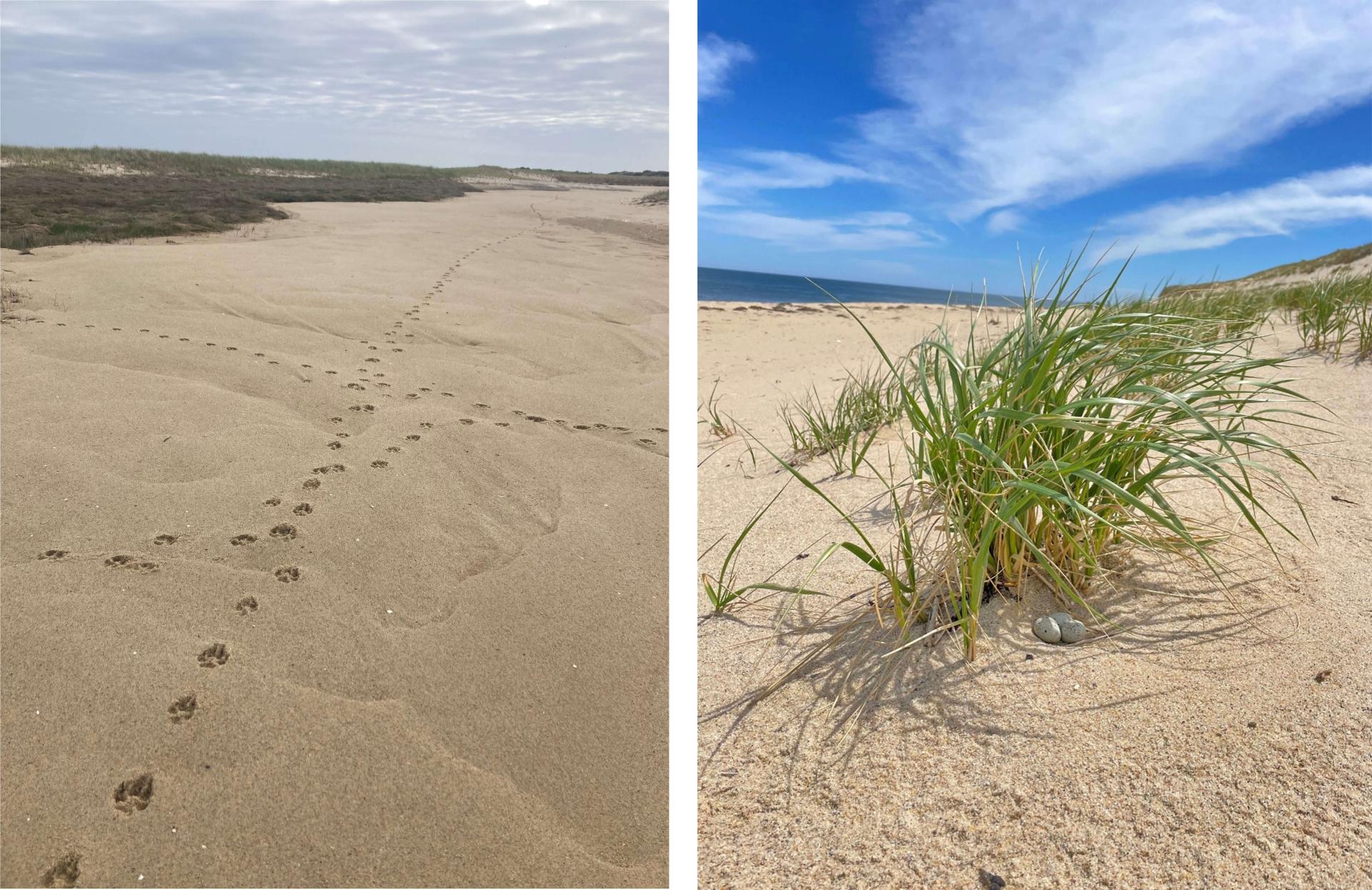 left photo - pawprints on the beach and on the right photo - a nest with eggs