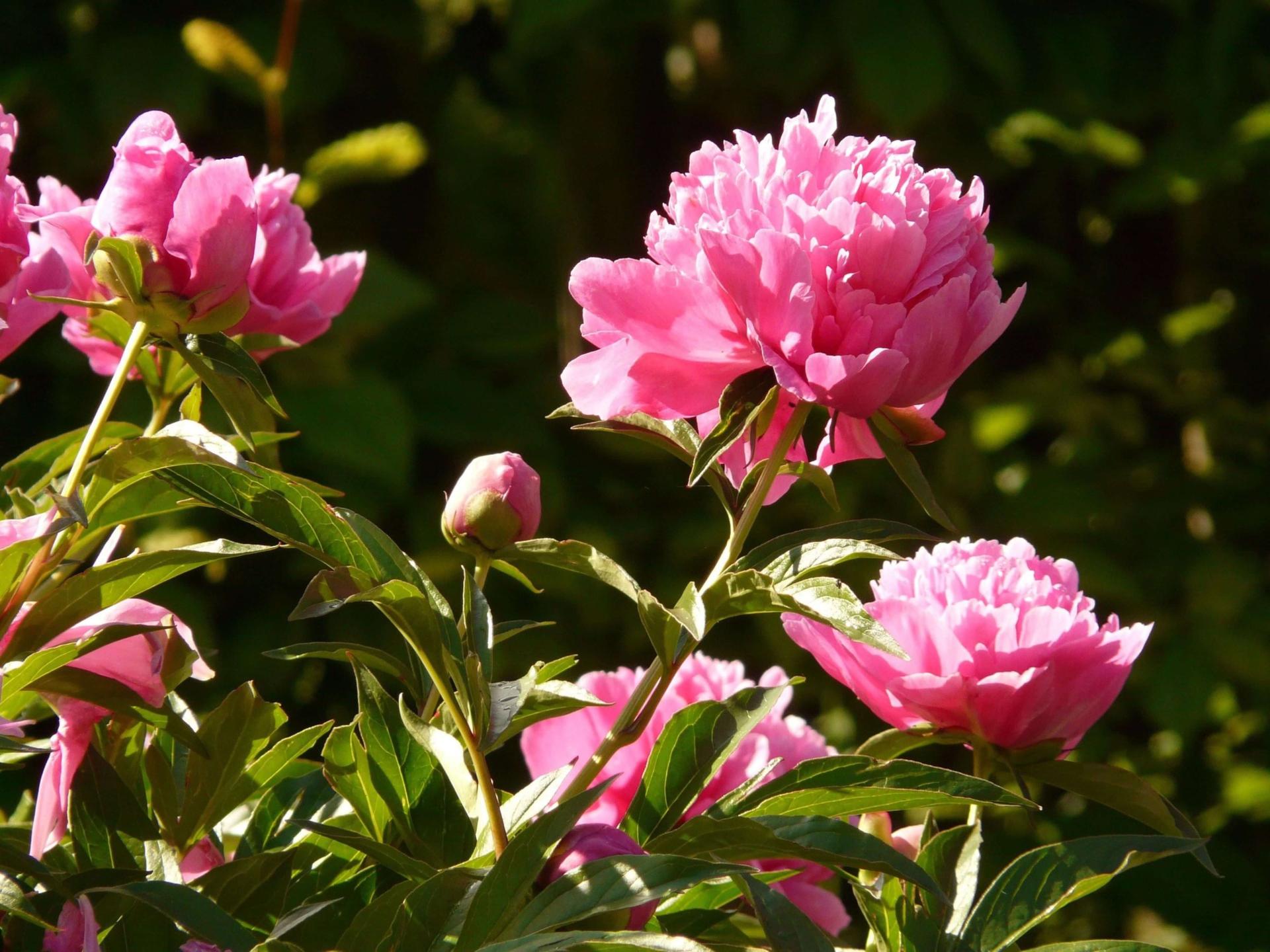 peonies