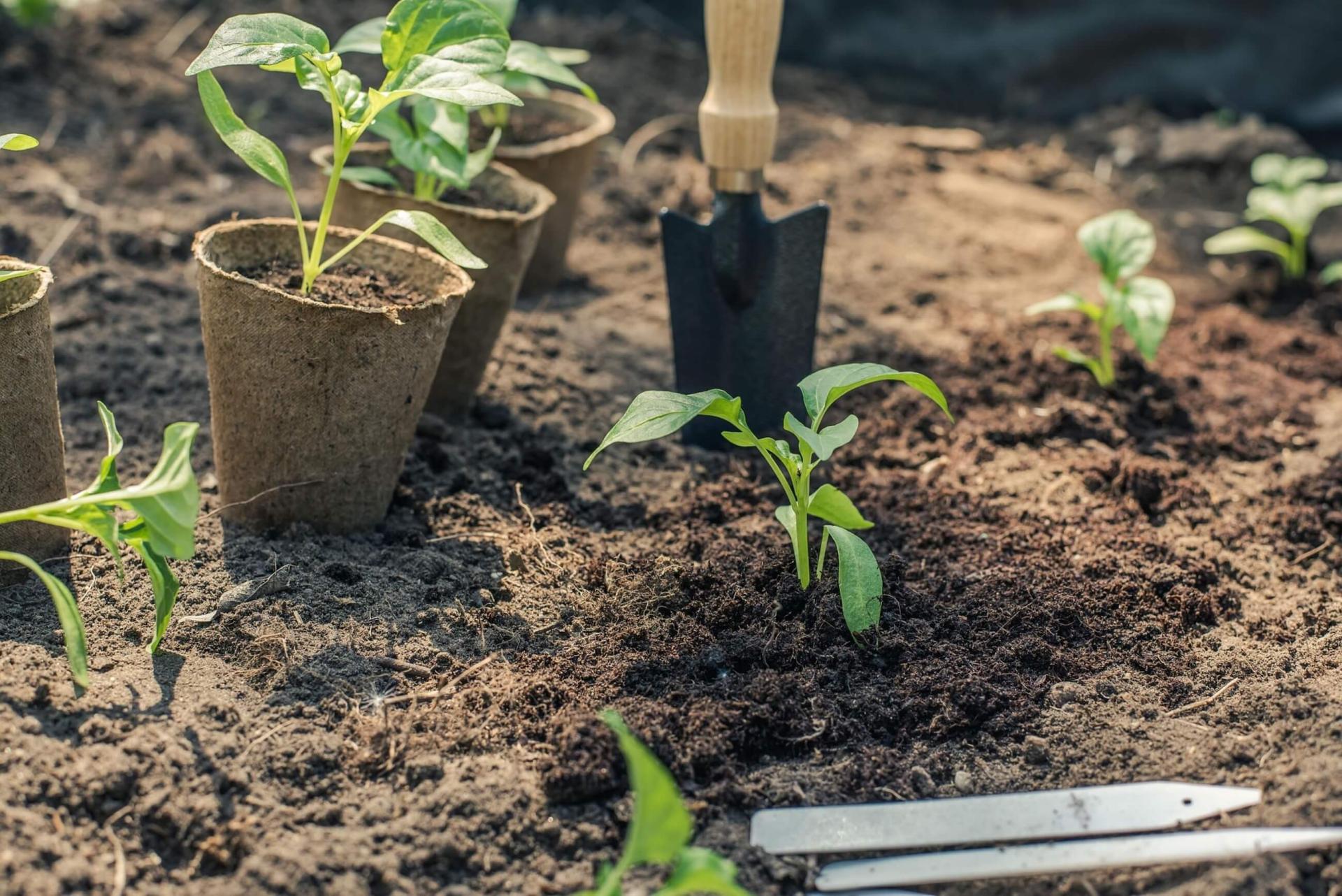 seedlings in the ground