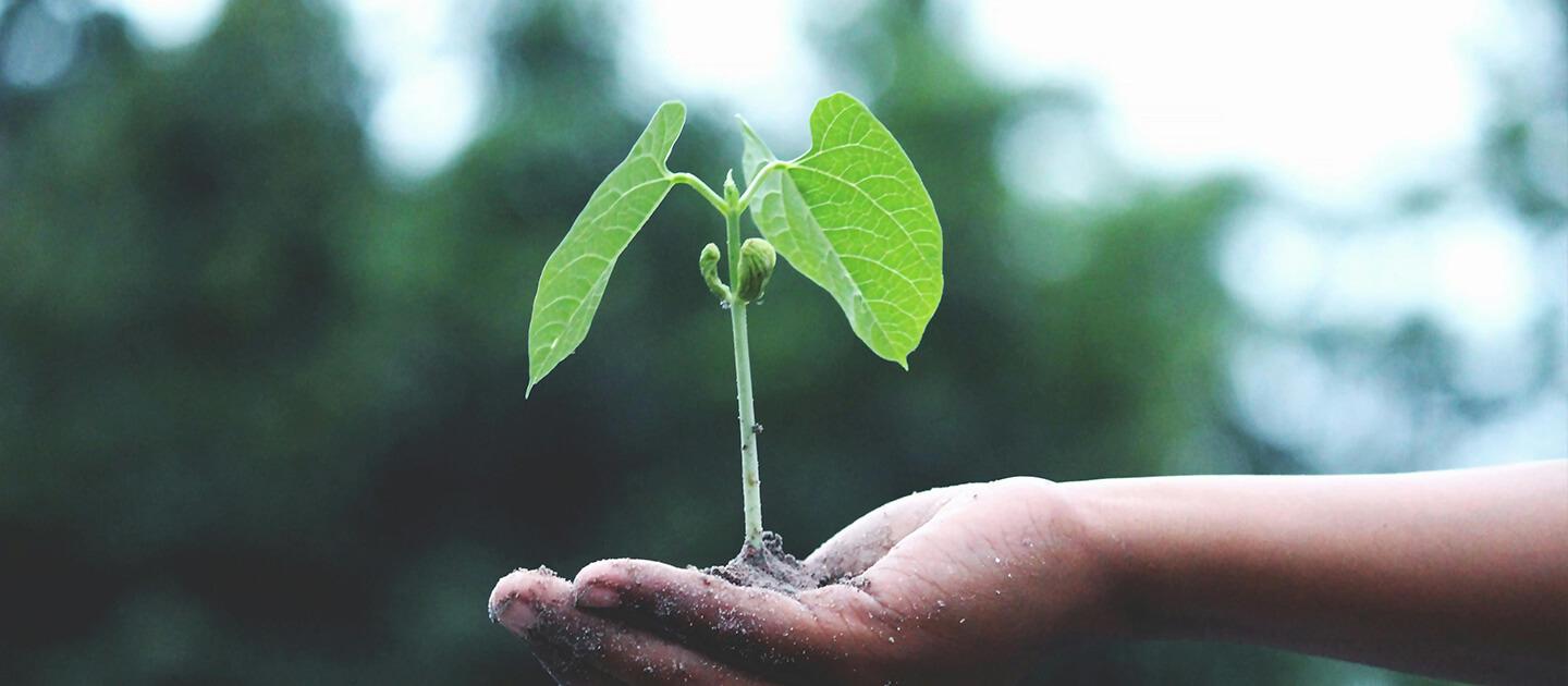 a seedling being held in the palm of someone's hand