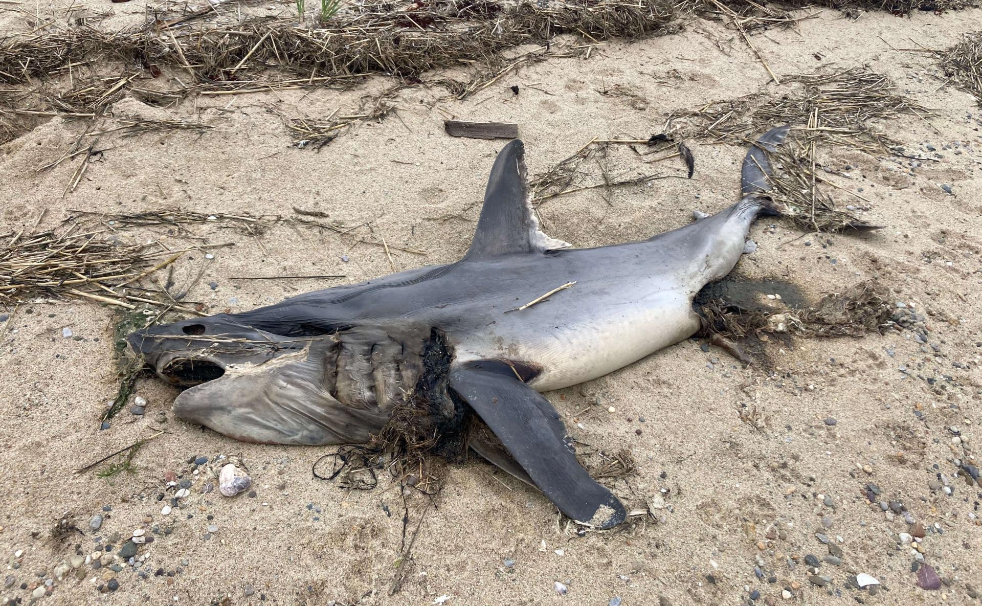 a shark carcass washed up on the beach