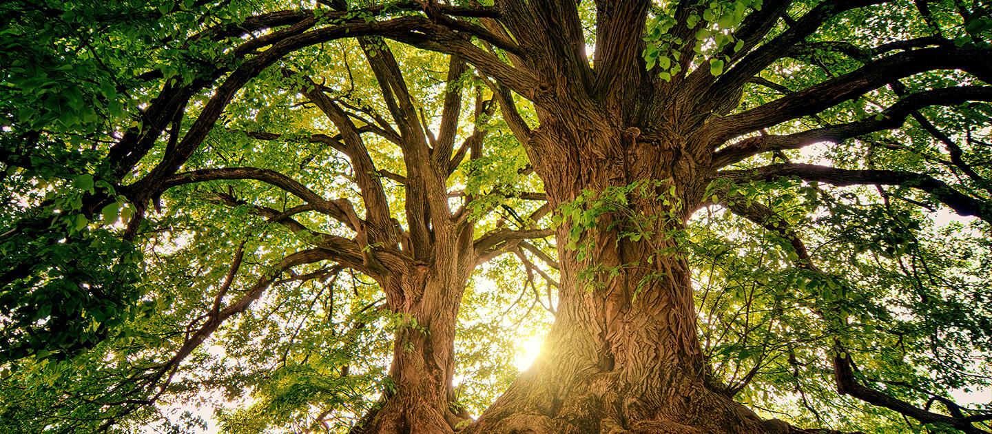 two large trees in a forest