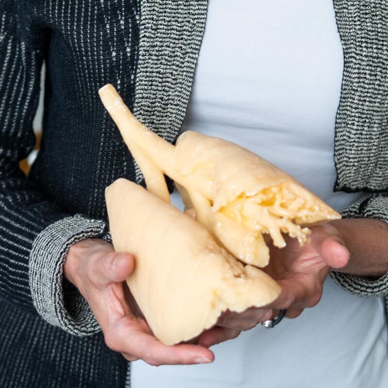 close up of person holding a lung model