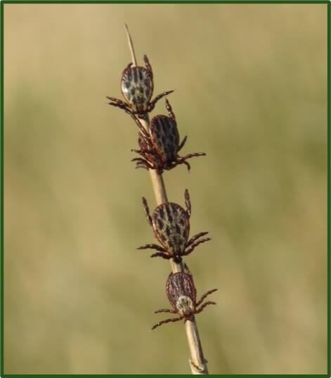 American Dog Tick
