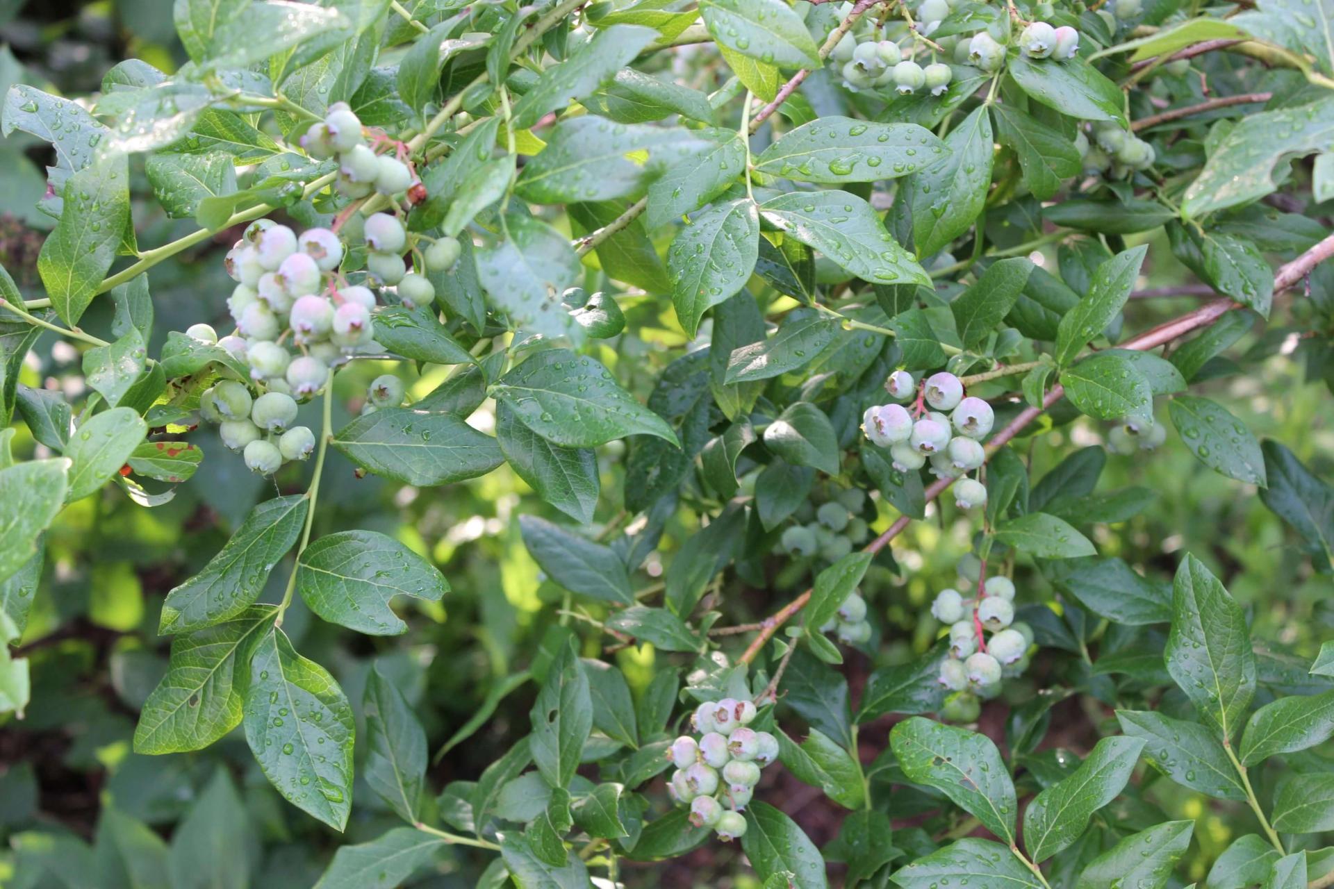 young blueberry plants