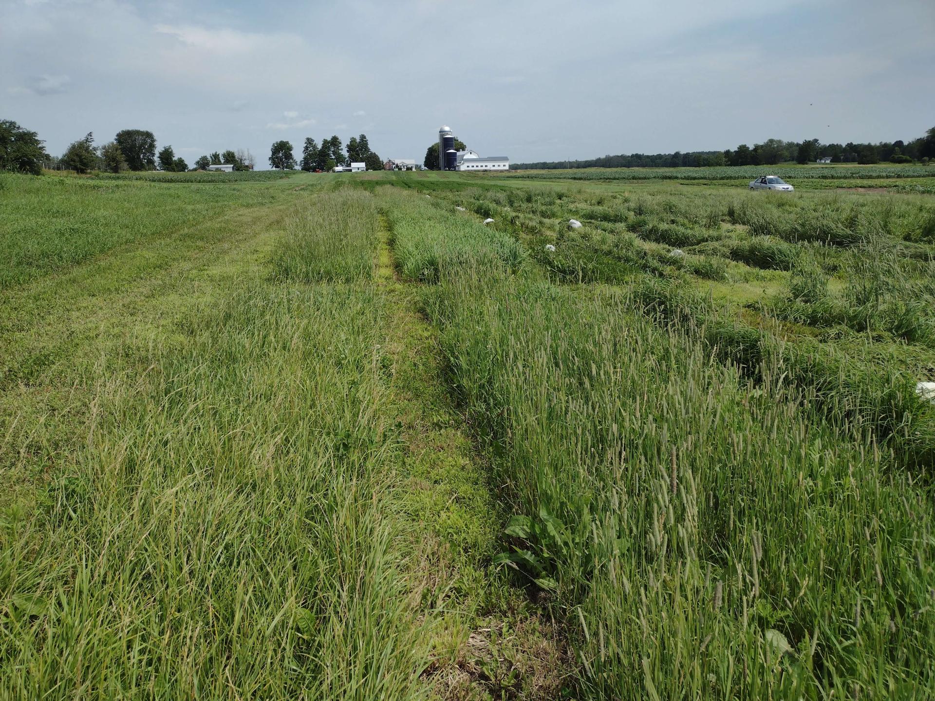Summer Annual Forages