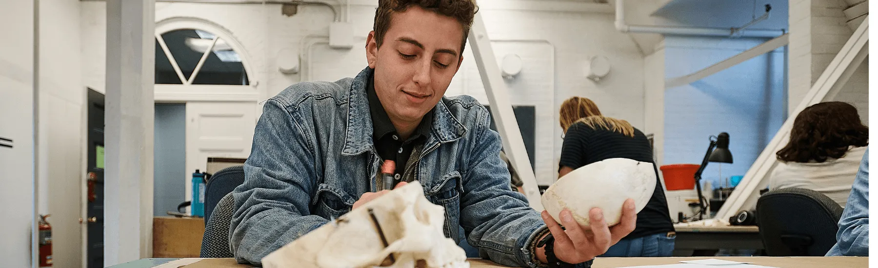 A student examines a model of a skull