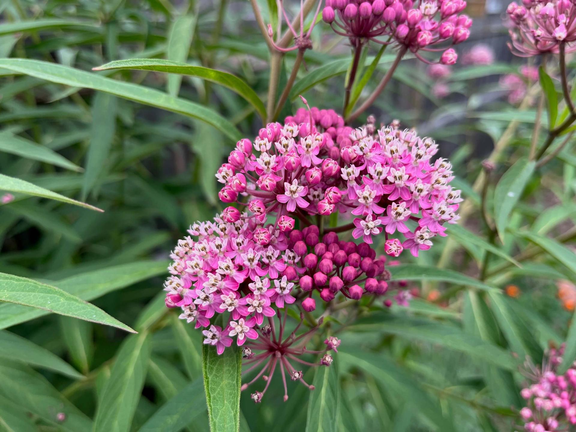 a flowering milkweed plant