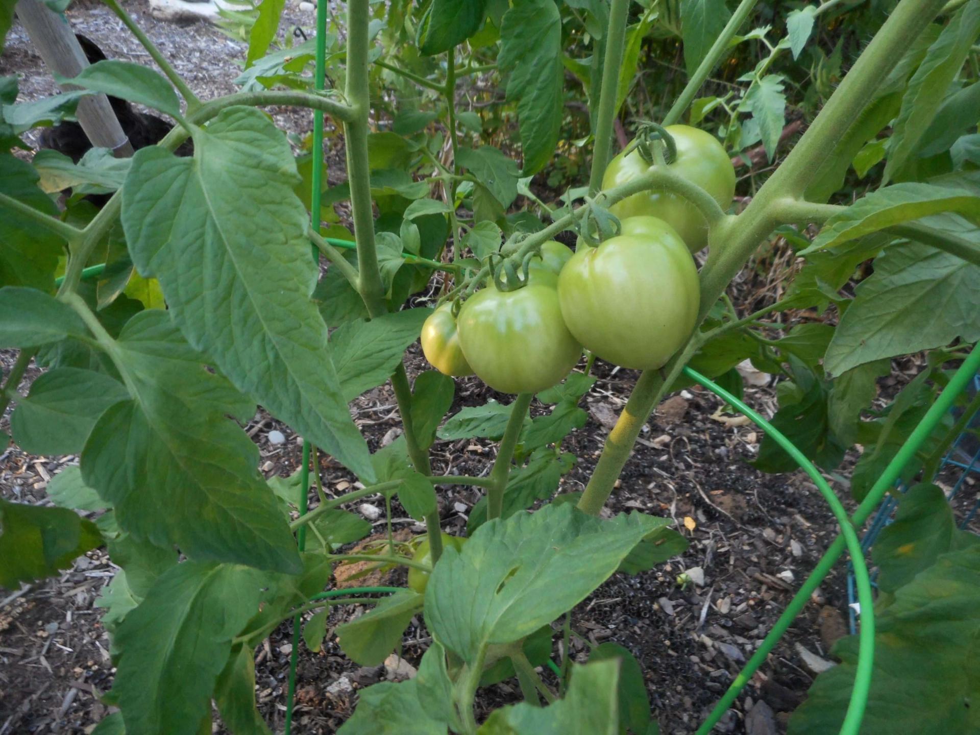 young tomato plants