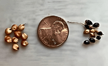 Penny and Seeds