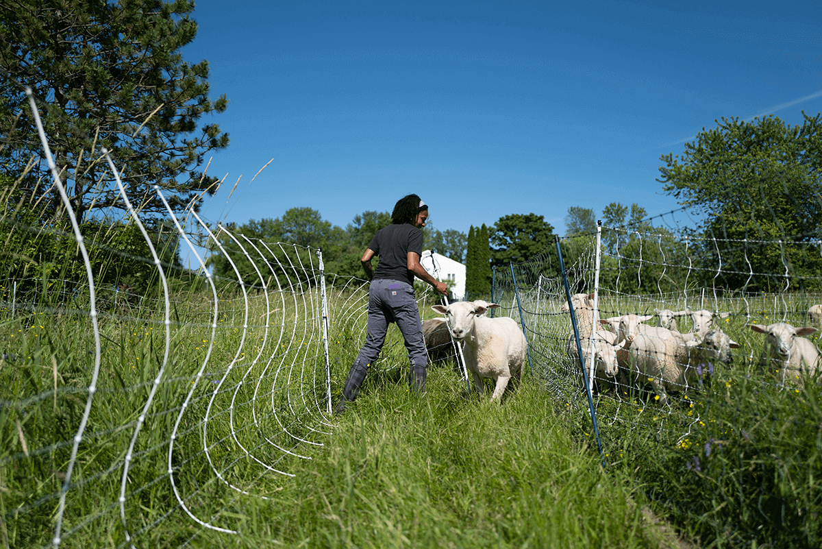 farmer and sheep in a field