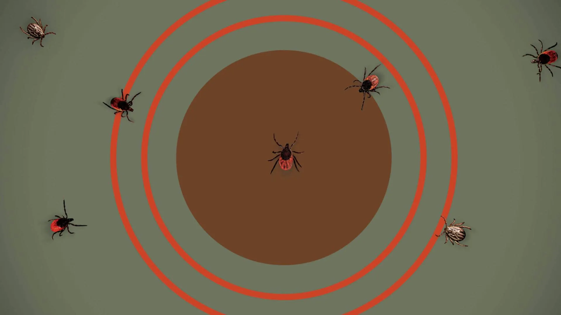 illustration of ticks on a target