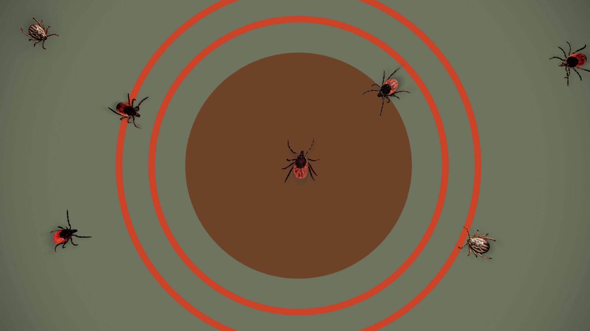 illustration of ticks on a target