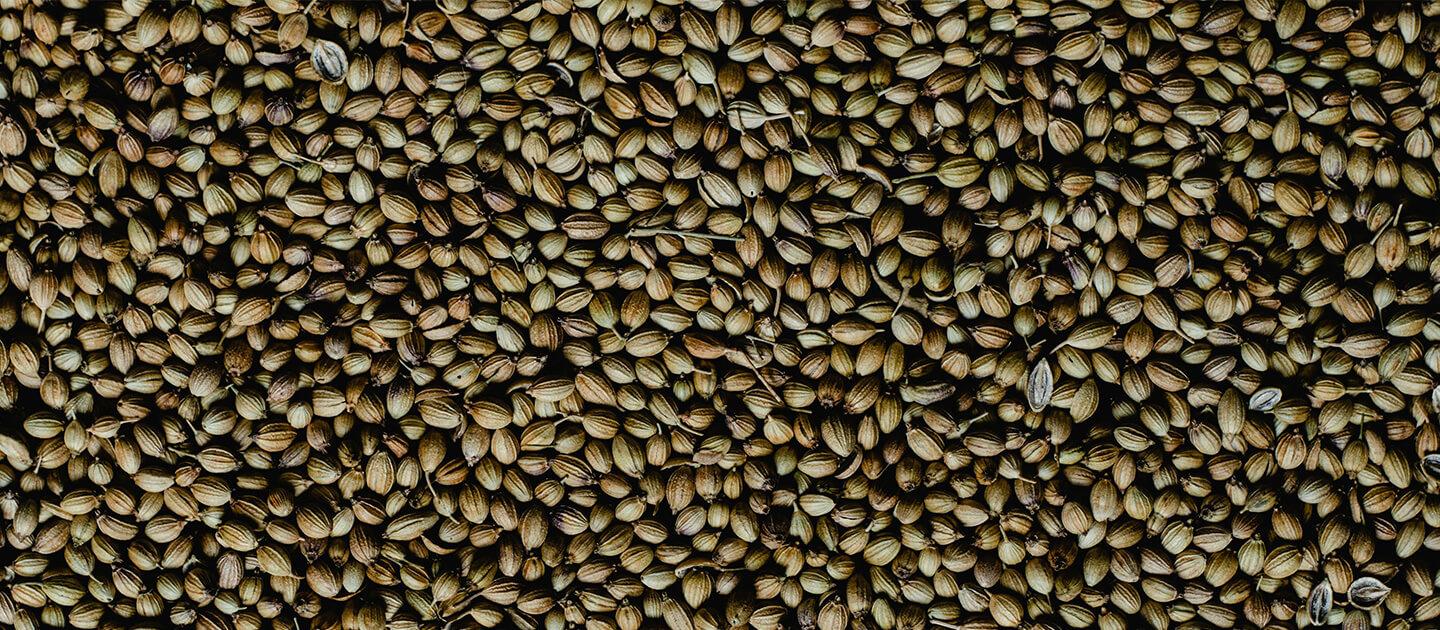Lots of coriander seeds