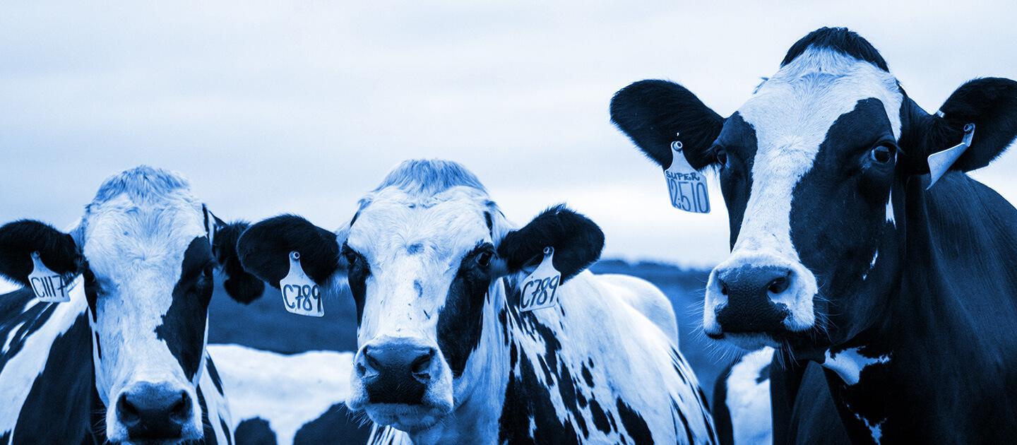 3 cows looking at the camera