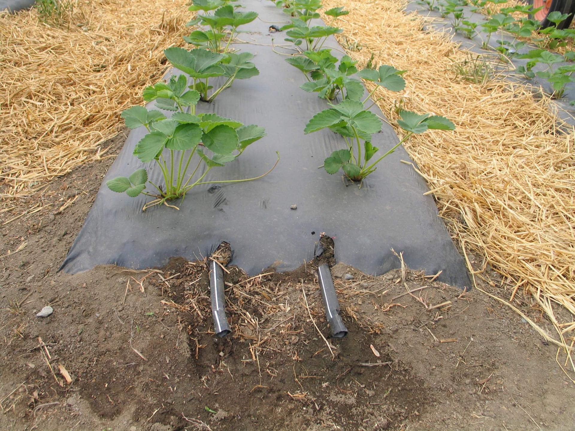 Drip line under mulch is likely the is the most efficient, precise and lowest risk method of irrigation.