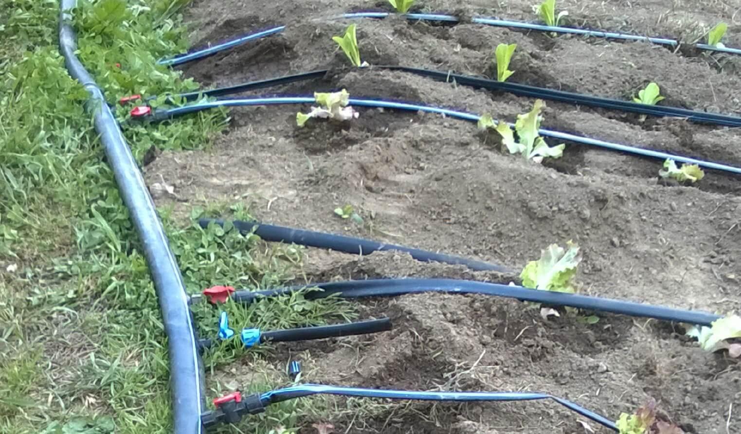 field drip line