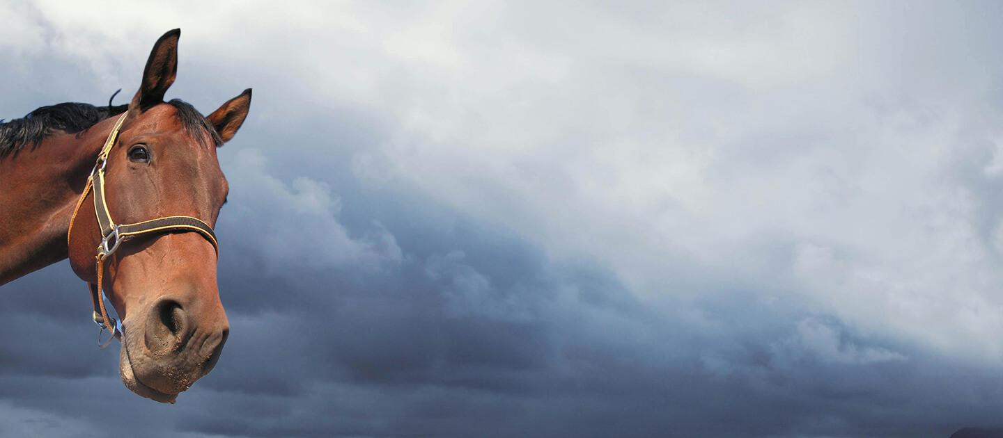 horse looking at the camera under stormy skies