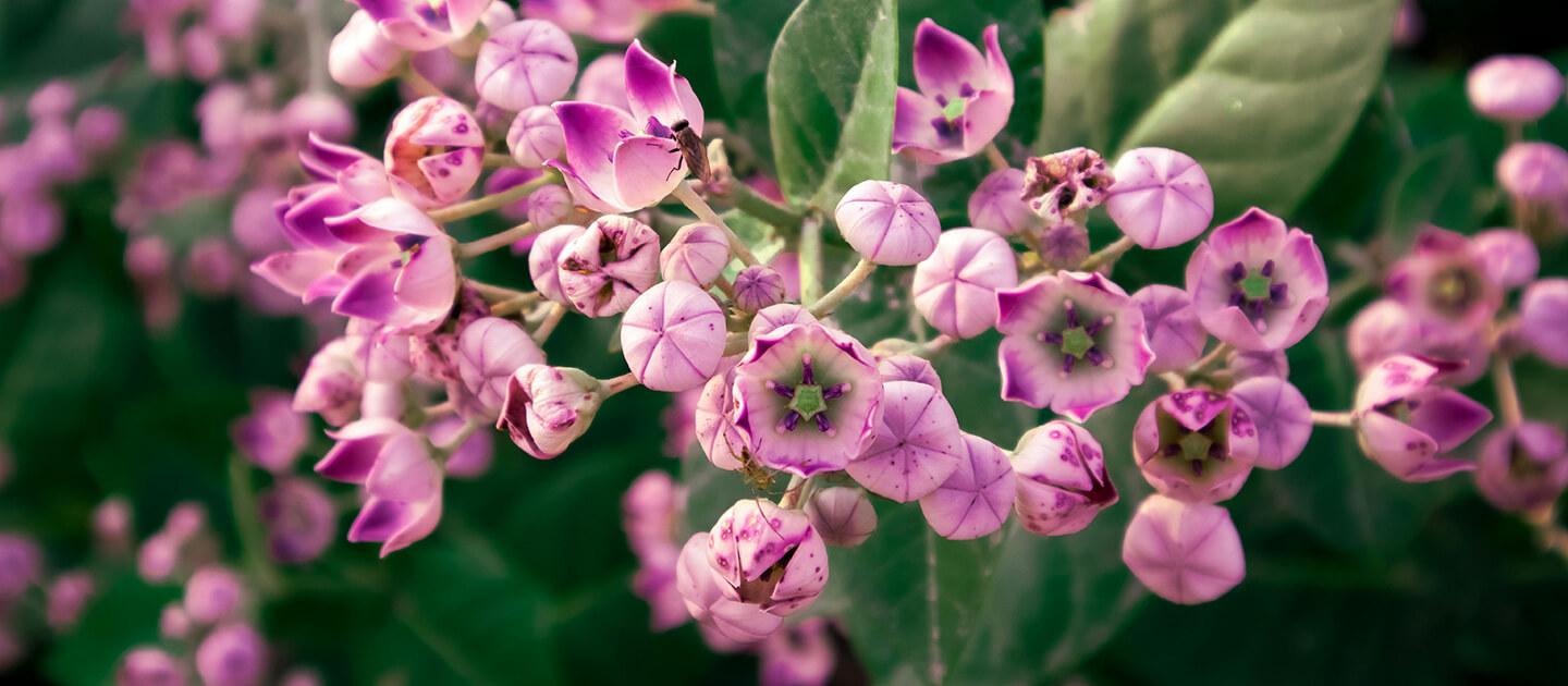 closeup of a flowering milkweed plant