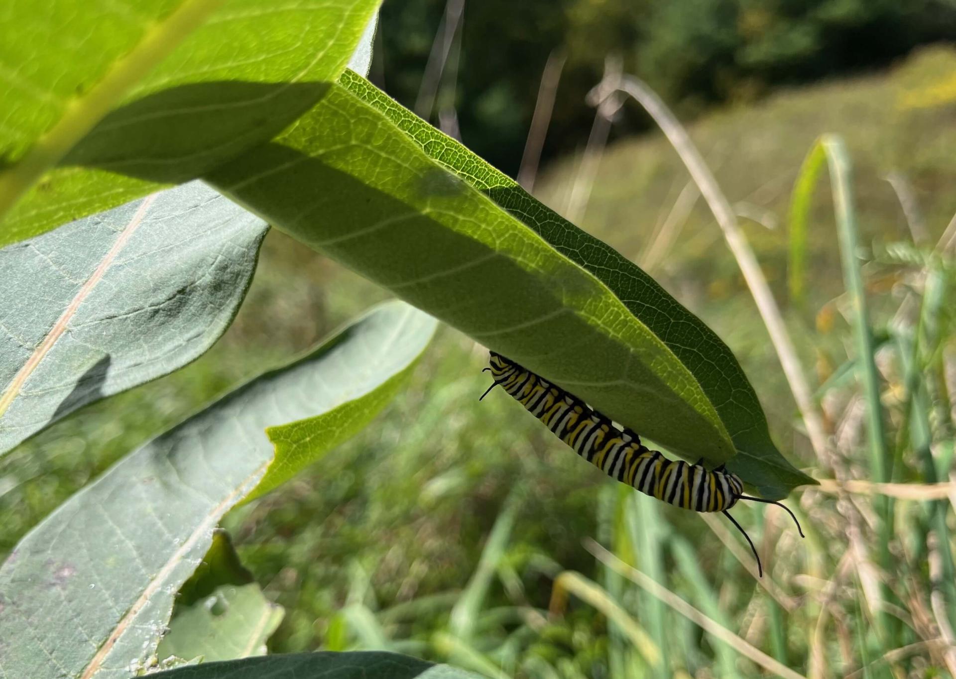 a monarch caterpillar on a leaf